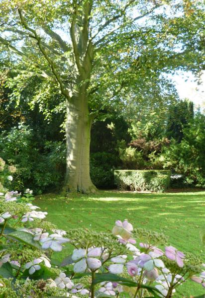 Private Garden with Buxus Topiary and Hydrangeas
